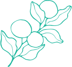 health-shape-fruit.png